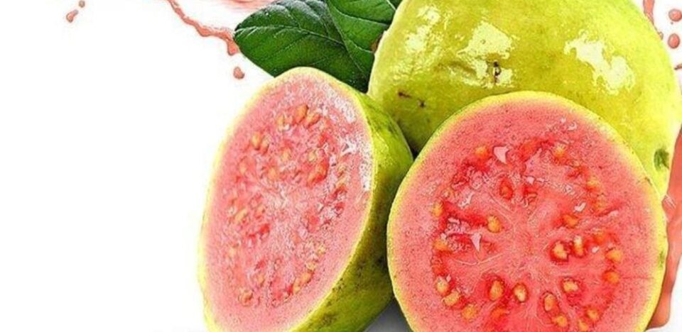 Jambu Biji Menjadi Buah Penambah Darah Yang Dianjurkan Medis